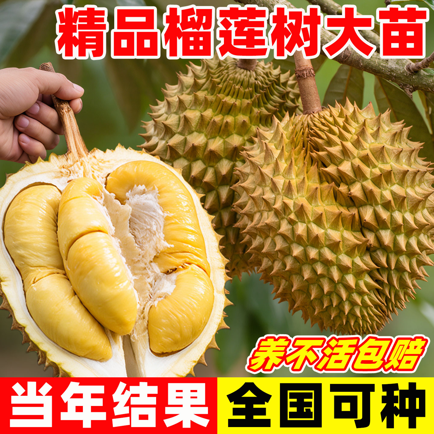 榴莲树果苗南北方种植金枕榴莲广