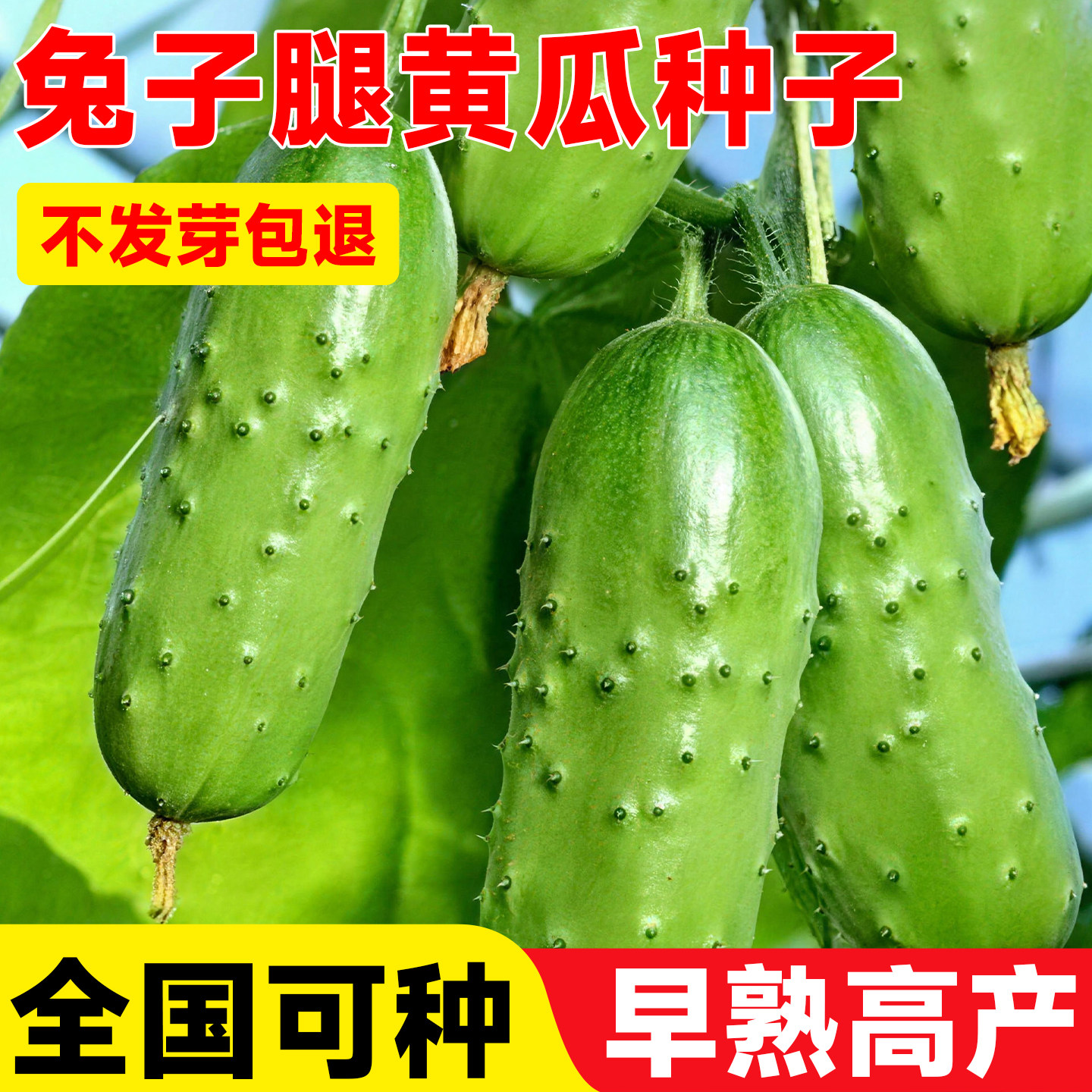 兔子腿黄瓜种子绿瓤绿肉高产早熟春夏秋四季播种阳台盆栽蔬菜种籽