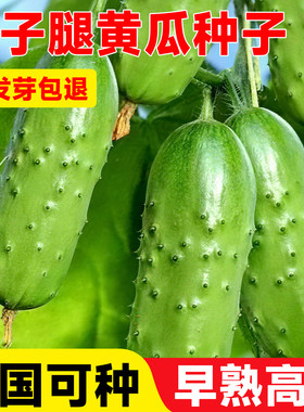 兔子腿黄瓜种子绿瓤绿肉高