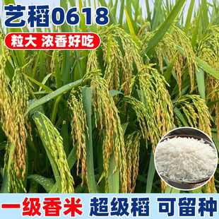 艺稻0618旱稻种籽正宗高产好吃可留种水稻子旱谷香米旱稻籽糯谷种