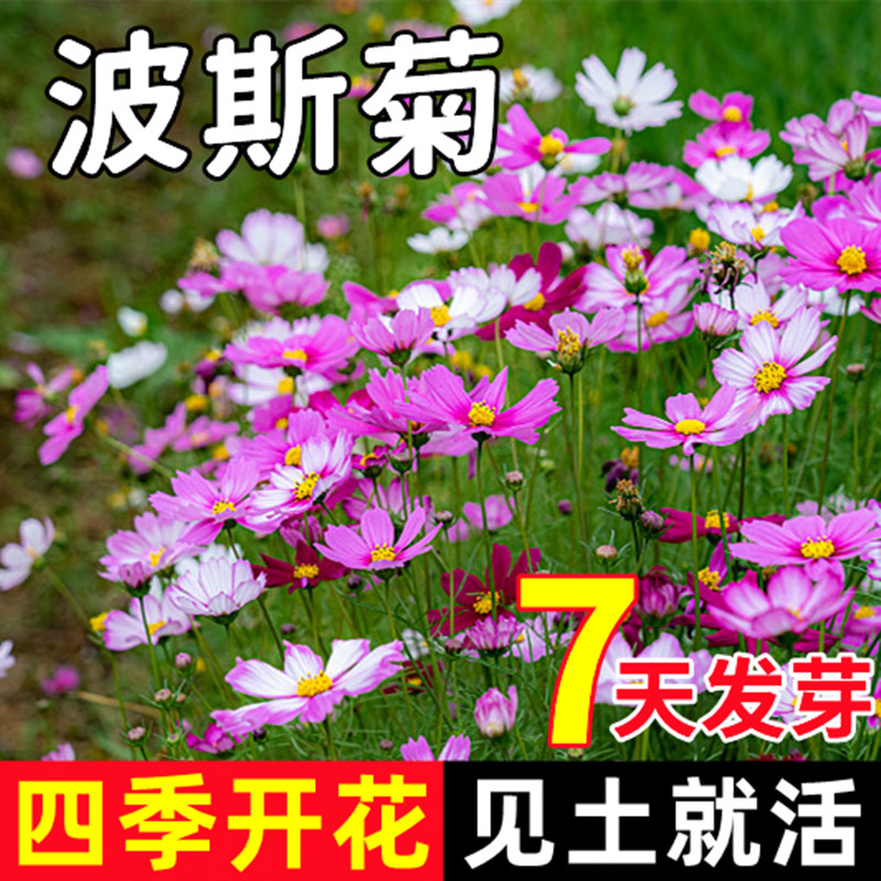 格桑花花种籽子四季播开波斯
