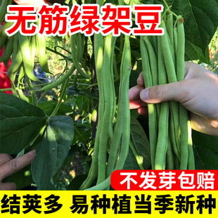 无筋豆种孑四季豆种籽无丝豆豆角种子高产爬藤架豆王豆角蔬菜种子