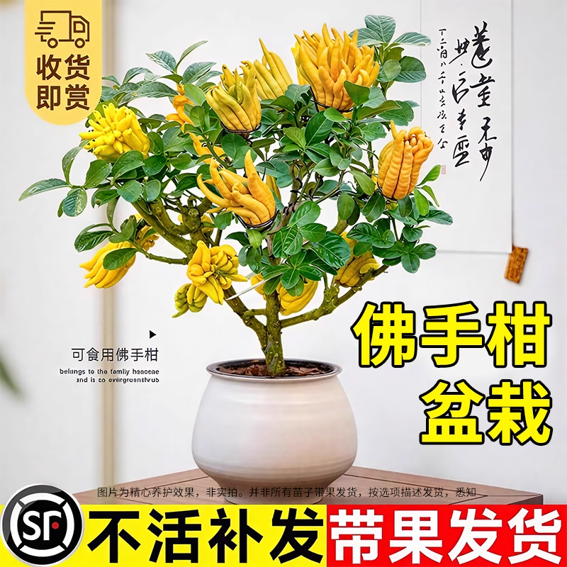 佛手柑盆栽景可食用绿植新鲜观赏闻香室内外客厅好养植物四季花卉