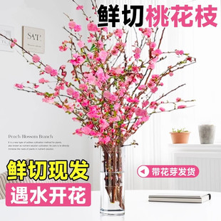 桃花枝条鲜花遇水开花插水培植物鲜切花卉盆栽树腊梅室内客厅好养