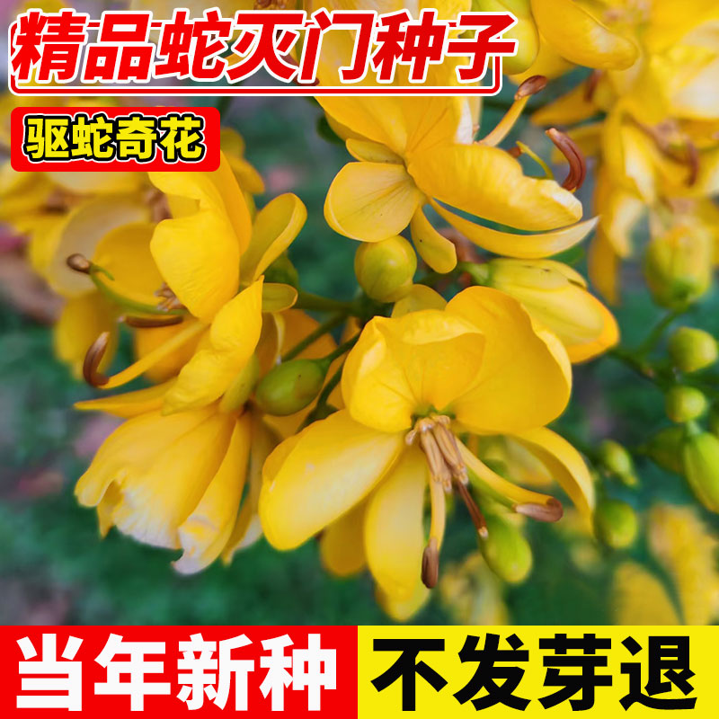 蛇灭门种子凤凰草驱虫奇花户外庭院盆栽四季种植驱蛇草望江南种子