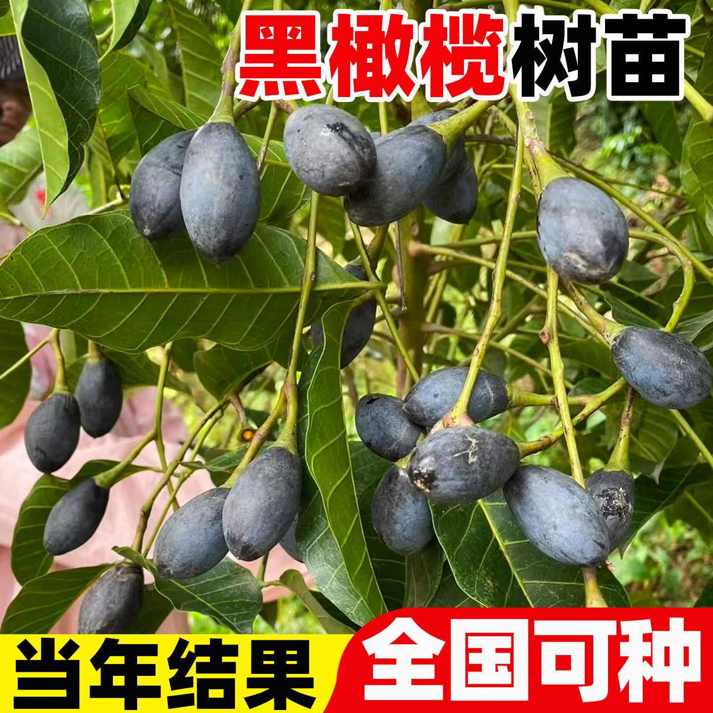 黑橄榄树果苗南方种植当年结果图片