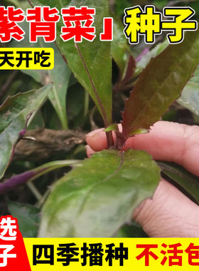 天然补血紫背菜种子血皮菜种籽天葵红凤观音菜可食用药用蔬菜种孑