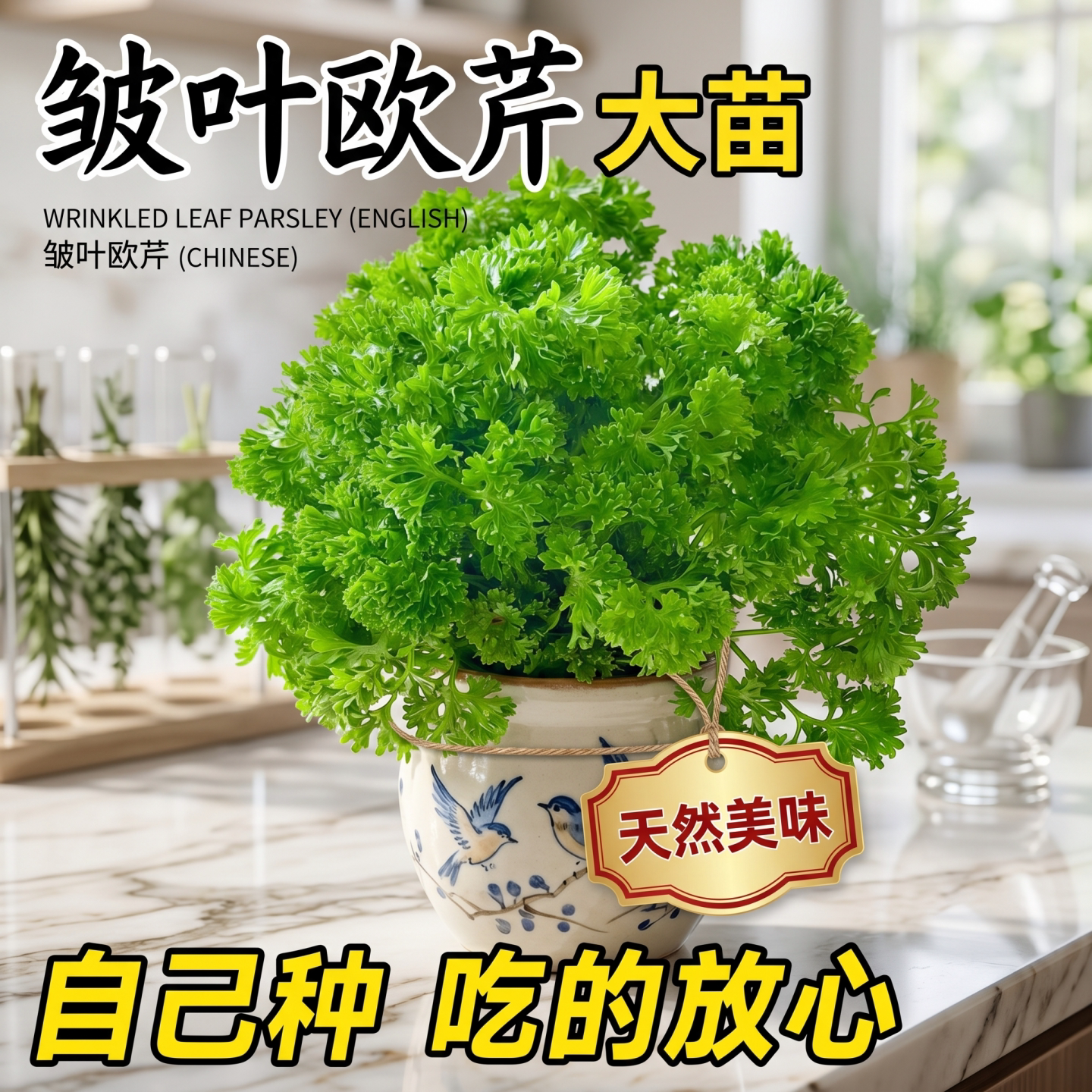 皱叶欧芹盆栽卷叶法式香草可食用荷兰芹牛排摆盘室内阳台好养绿植
