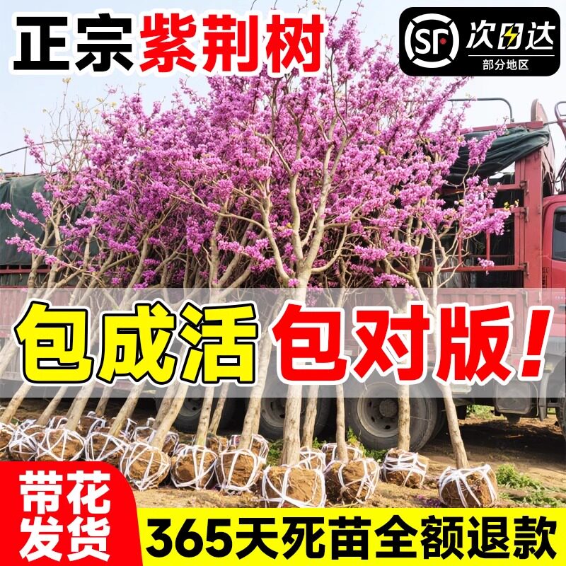 紫荆花树苗室外花卉南北方图片