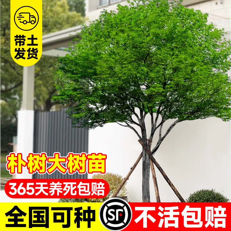 朴树树苗大树园林绿化风景树木工