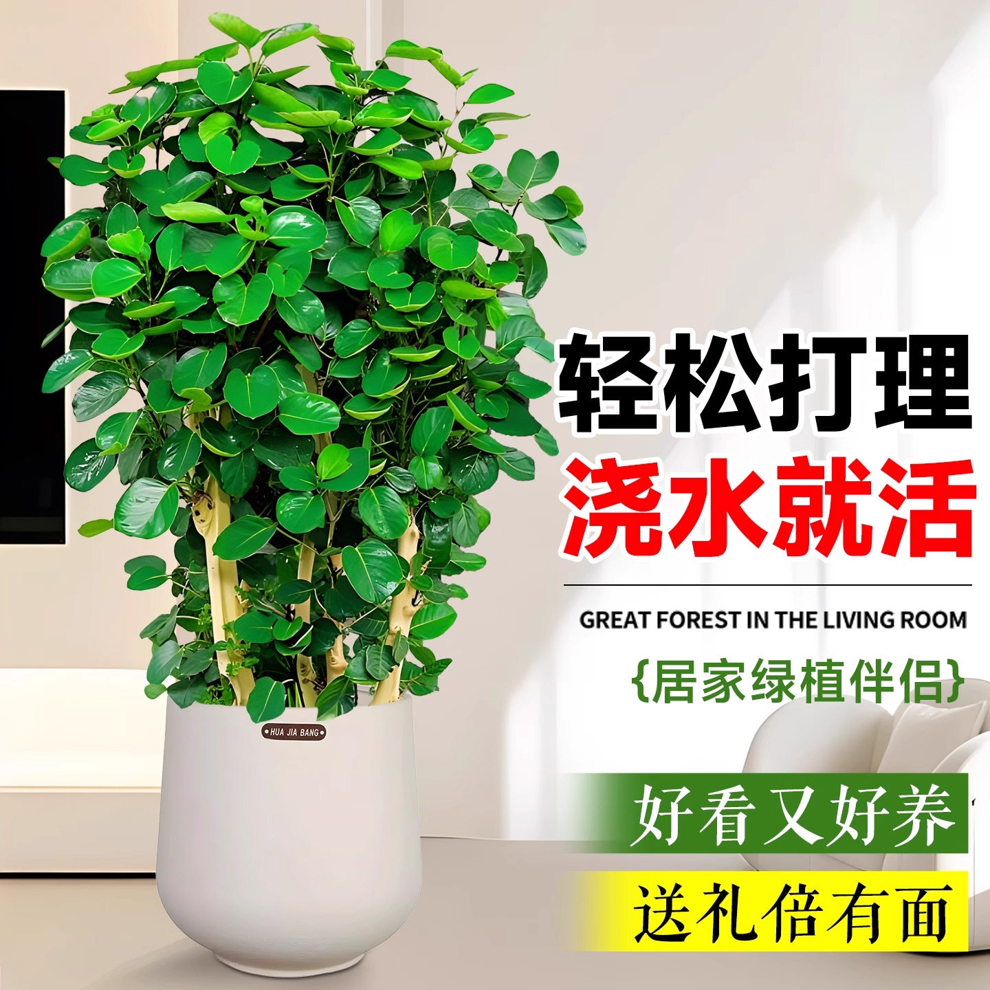 金钱兜盆栽精品富贵花卉室内绿植