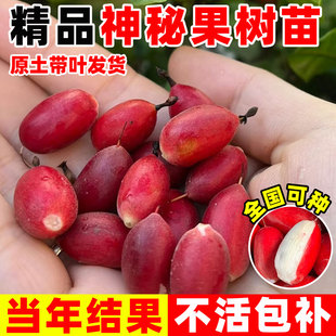 神秘果果树果苗阳台庭院云南神秘果鲜果干变味果四季好养盆栽地栽