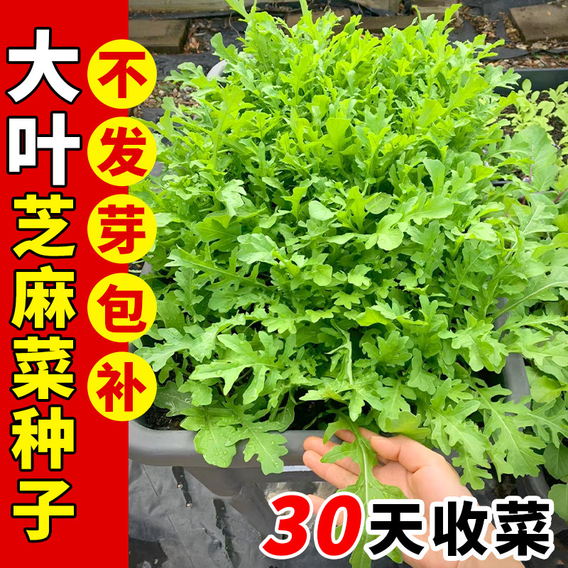 芝麻菜种籽东北大叶臭菜种火箭菜图片