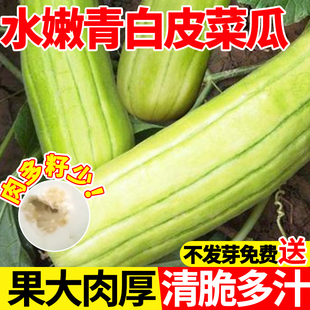 水嫩青白皮菜瓜种子四季种植早熟高产耐热易活蔬菜种籽庭院盆栽苗