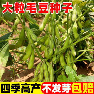 毛豆种籽籽早熟高产鲜食青豆黄豆毛豆种子四季夏季蔬菜种子孑大全