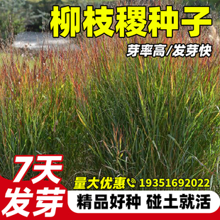 柳枝稷种子景观绿化观赏四季播种草籽室外庭院易活耐寒盆栽种子籽