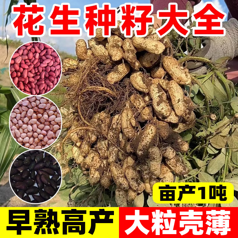 花生种籽高产红皮黑皮原种子四季图片