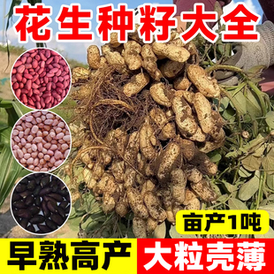 花生种籽高产红皮黑皮原种子四季种优质超特大四粒红花生米蔬菜种