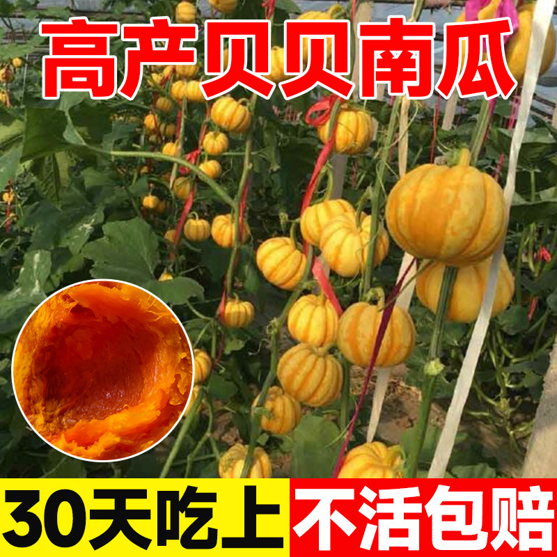 金橘宝贝南瓜种子迷你黄贝贝南瓜种籽杂交粉质细腻甜面蔬菜种孑籽