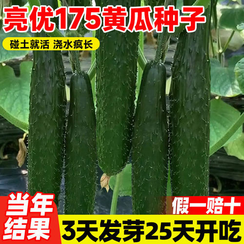 亮优175黄瓜种子阳台盆栽蔬菜