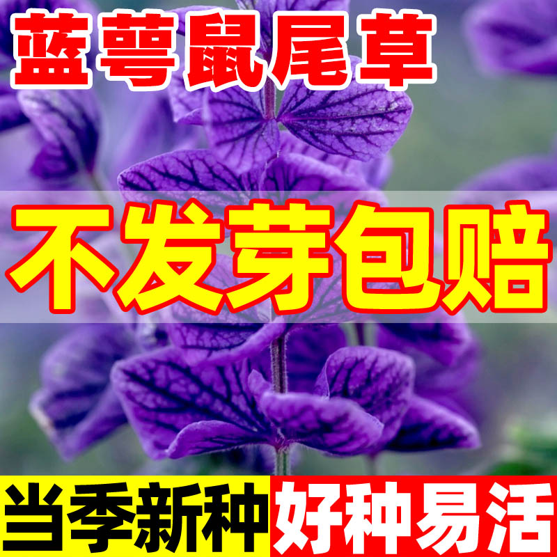 蓝萼鼠尾草种子彩苞蝶形洋苏草籽可食用花坛盆栽庭院花园阳台耐热