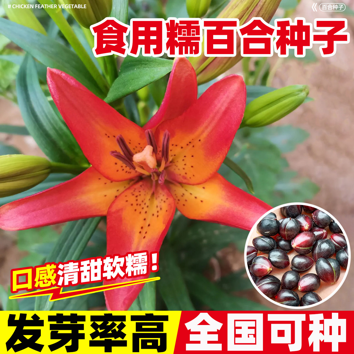 食用糯百合种子耐寒种球室内外阳图片