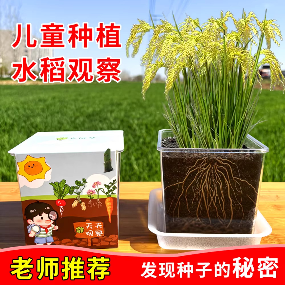 水稻种子盆栽可结果学生观察植物生长实验环创作业认知农业与科学 - 实物图