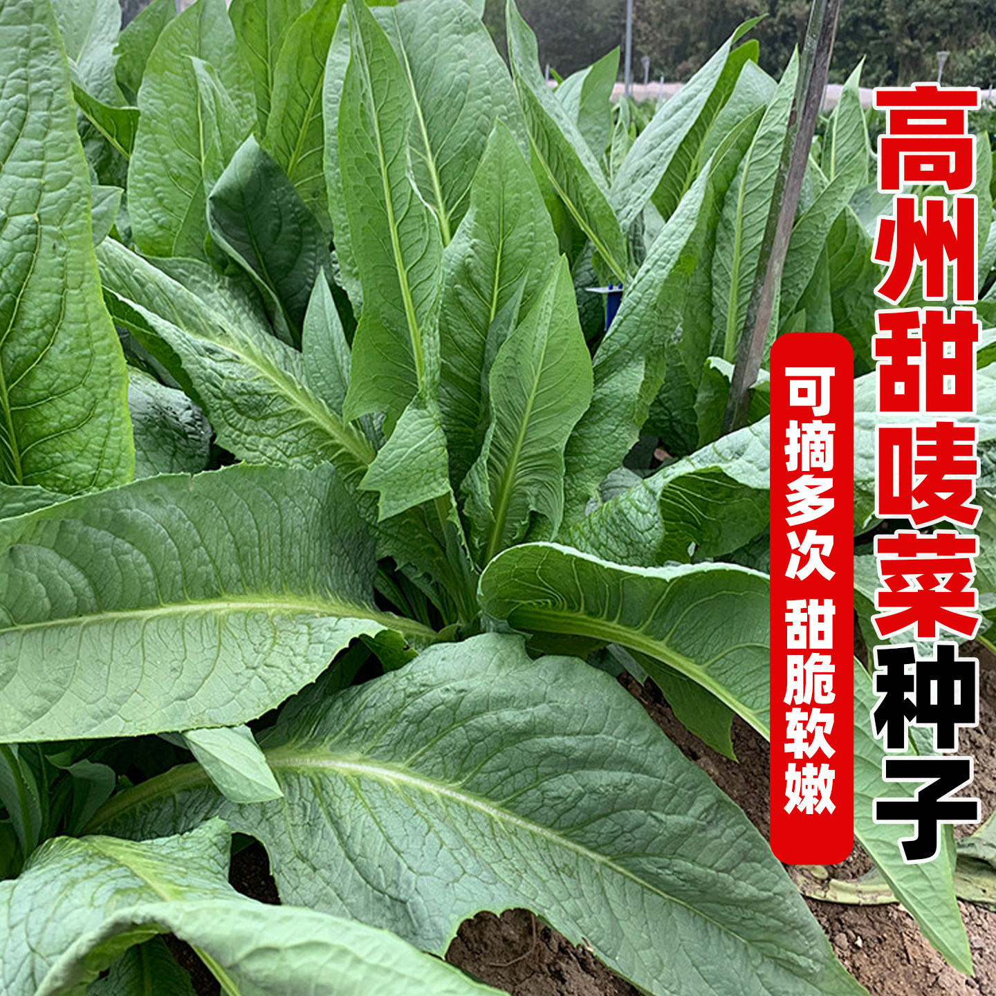正宗高州甜油唛菜种子甜麦菜种籽苦麦菜四季青菜籽种苦麻菜蔬菜孑
