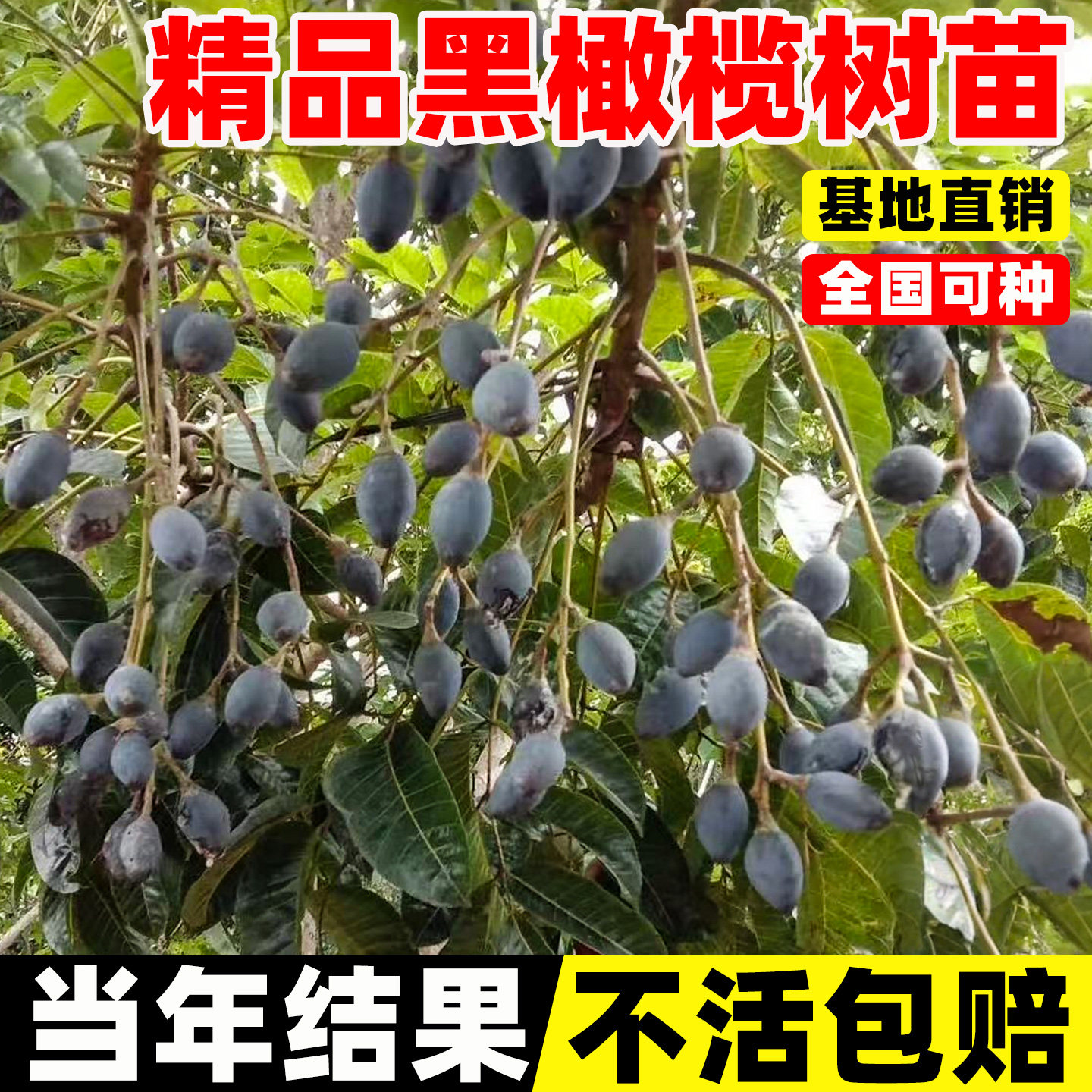 黑橄榄苗树甜橄榄盆栽福建潮汕果图片
