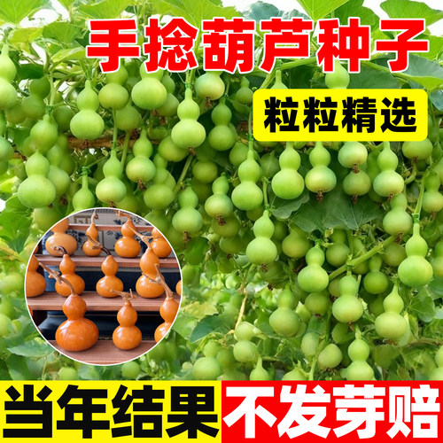 手捻小葫芦籽种阳台庭院爬藤四季