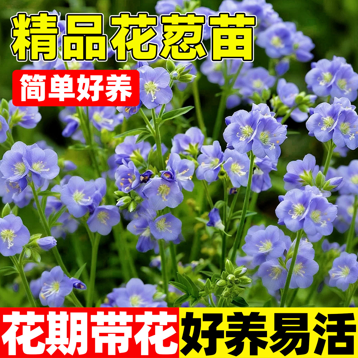 花荵苗进口新品多年生耐寒耐旱芳