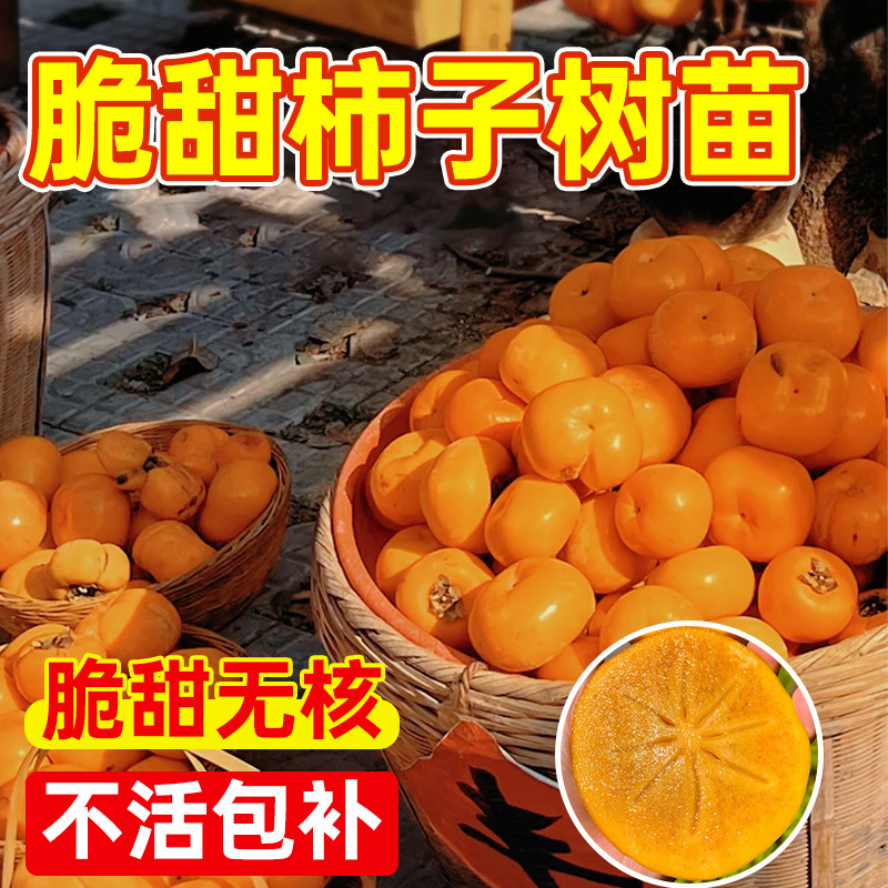 柿子苗树苗脆甜无核特大嫁接果苗