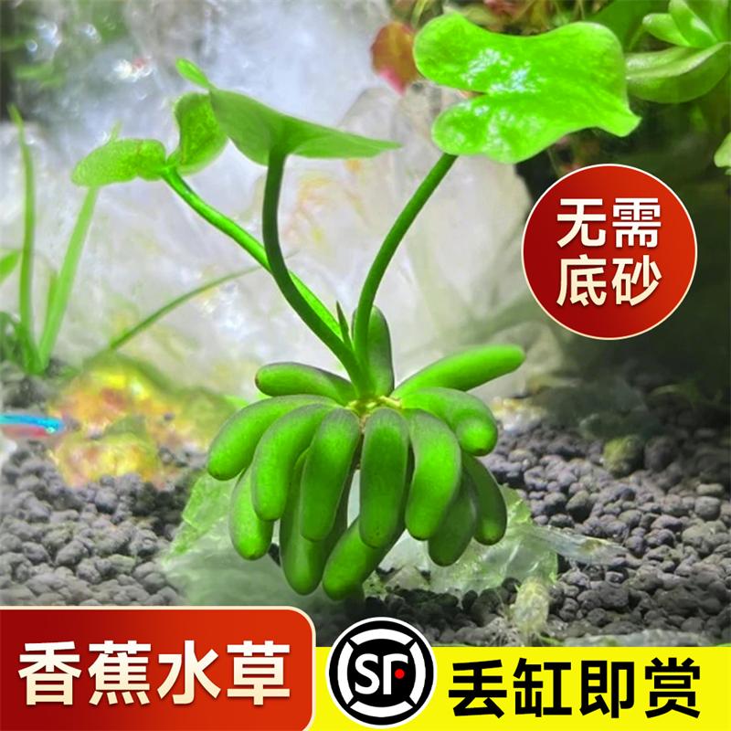 香蕉草水草鱼缸专用植物净化水质