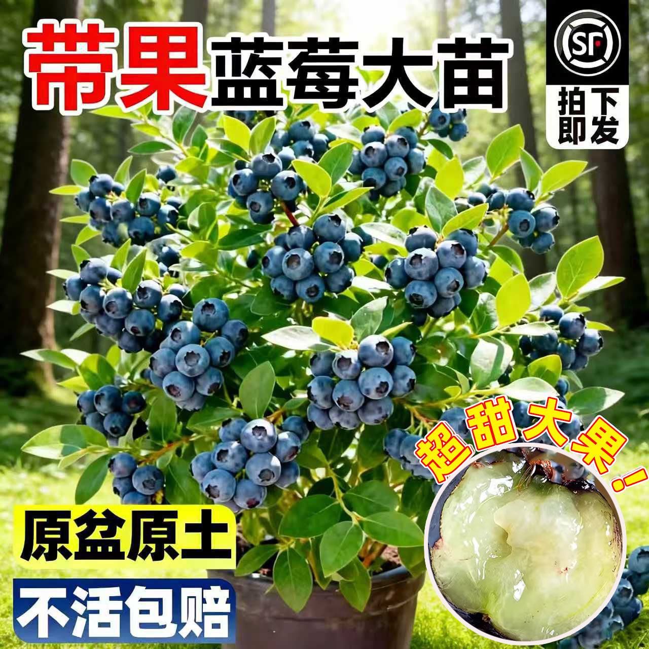 蓝莓树果苗盆栽带果特大号L25阳台四季结果南北方地栽种植果树苗,鲜花速递/花卉仿真/绿植园艺,果树,淘宝优惠券,粉丝福利购,淘宝优惠卷