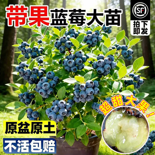 蓝莓树果苗盆栽带果特大号L25阳