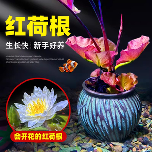 红荷根水草造景水族箱中后景易养睡莲阴性植物懒人淡水真活体碗莲