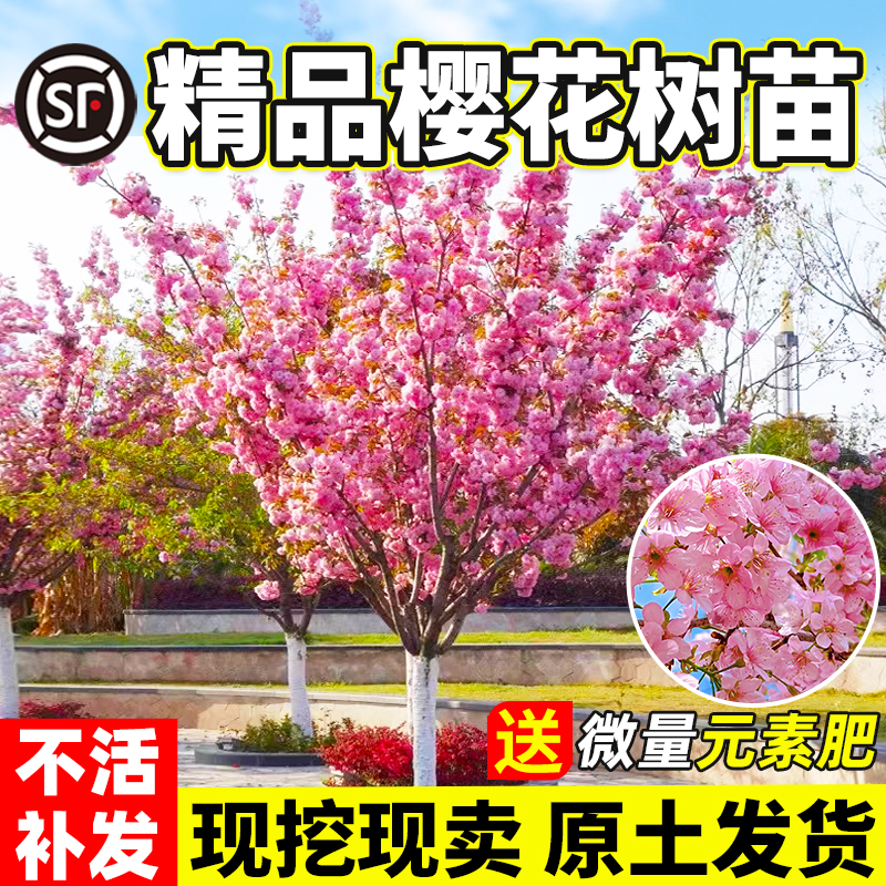 樱花树苗庭院大树耐寒矮化晚樱