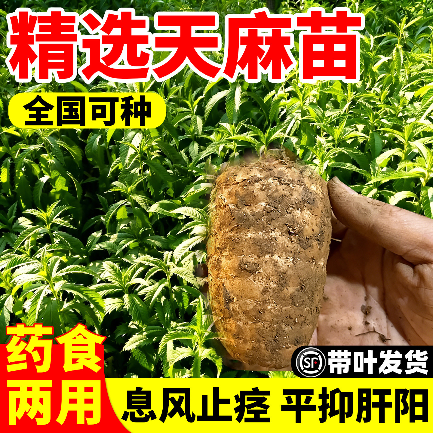 天麻种植苗种子正宗高产天麻种球图片