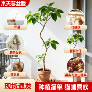 木天蓼新鲜树苗盆栽树枝种植喵咪天然磨牙棒玩具洁齿磨牙解压绿植