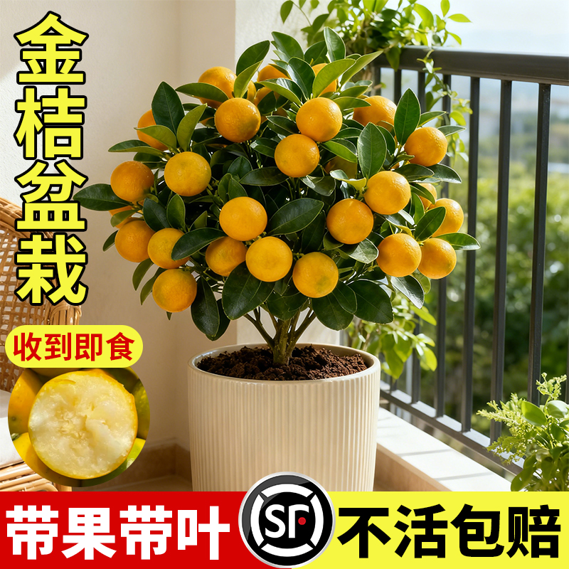 四季金桔树盆栽带果可食用小橘子