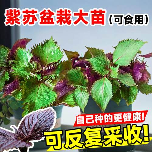 紫苏苗盆栽蔬菜苗可食用大叶南方