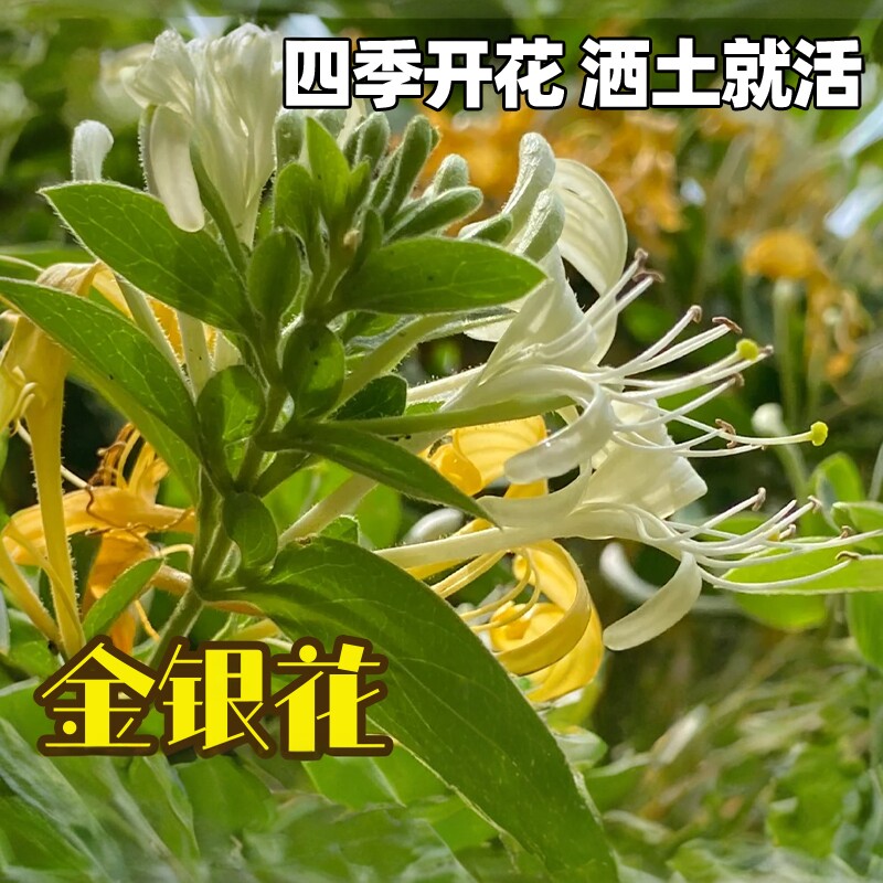 金银花种子四季可种植忍冬药用植物花卉种子中药材可食用泡茶种籽