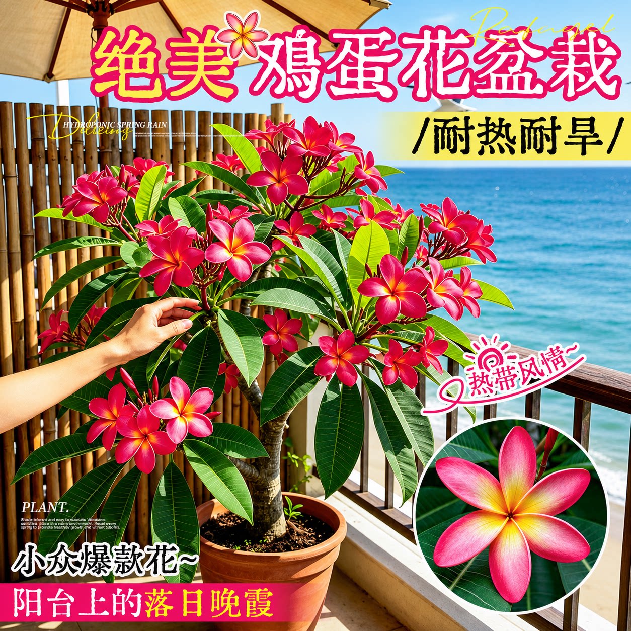 鸡蛋花盆栽阳台庭院老桩大苗浓香