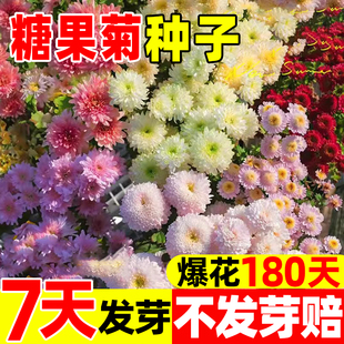 糖果菊花种籽子混色翠菊四季开花户外庭院易活盆栽多年生花卉植物