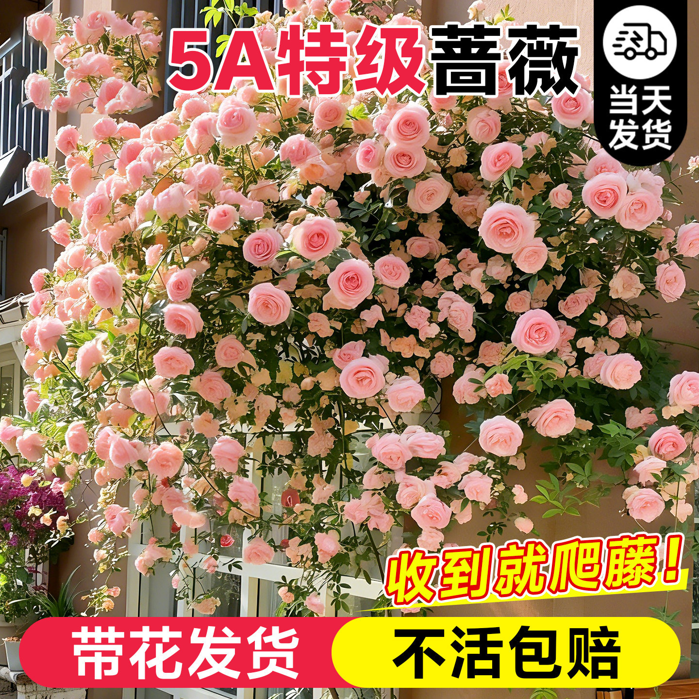蔷薇花苗爬藤四季开花爬墙月季图片