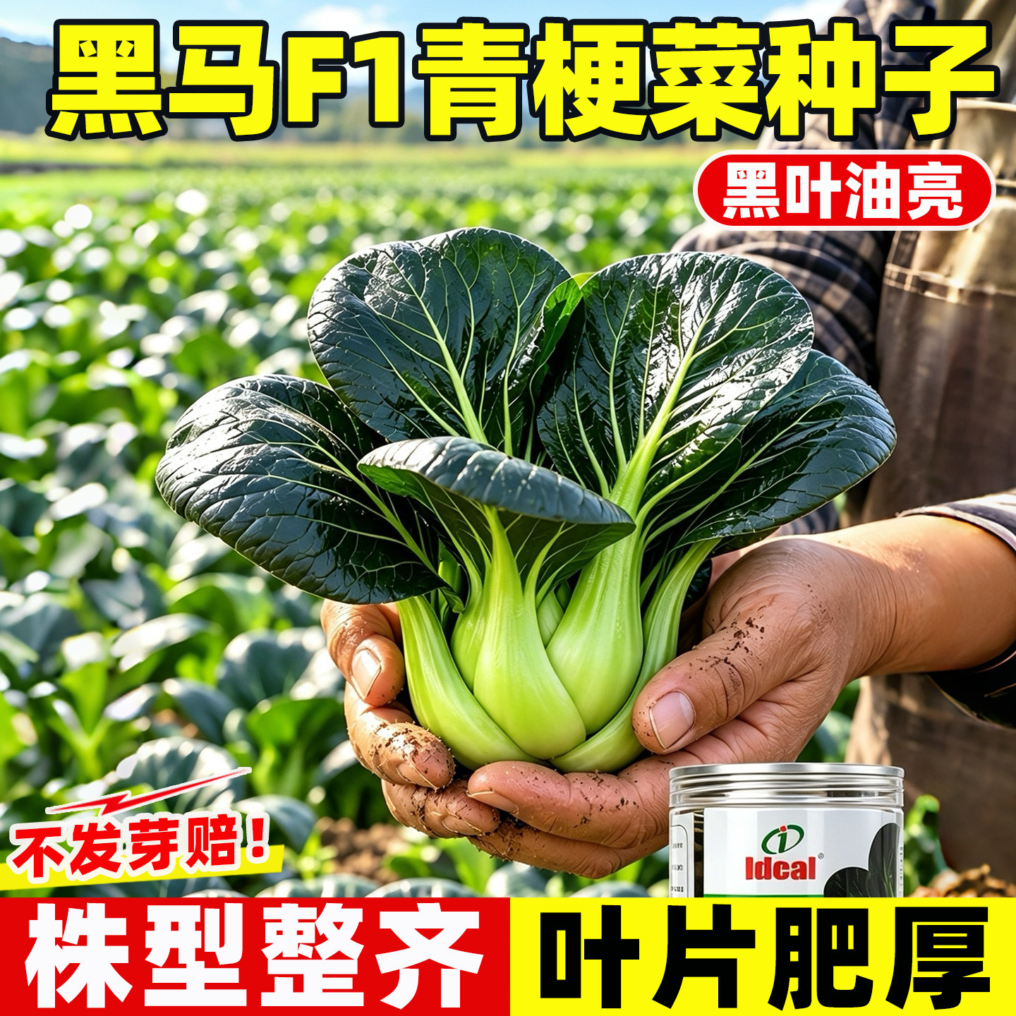 黑马F1青菜种子矮脚黑叶青梗菜厚叶抗病丰产四季播种阳台蔬菜种籽