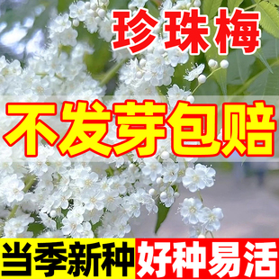 珍珠梅种子四季种植开花易活梅花种籽阳台盆栽白蜡梅庭院景观种孑