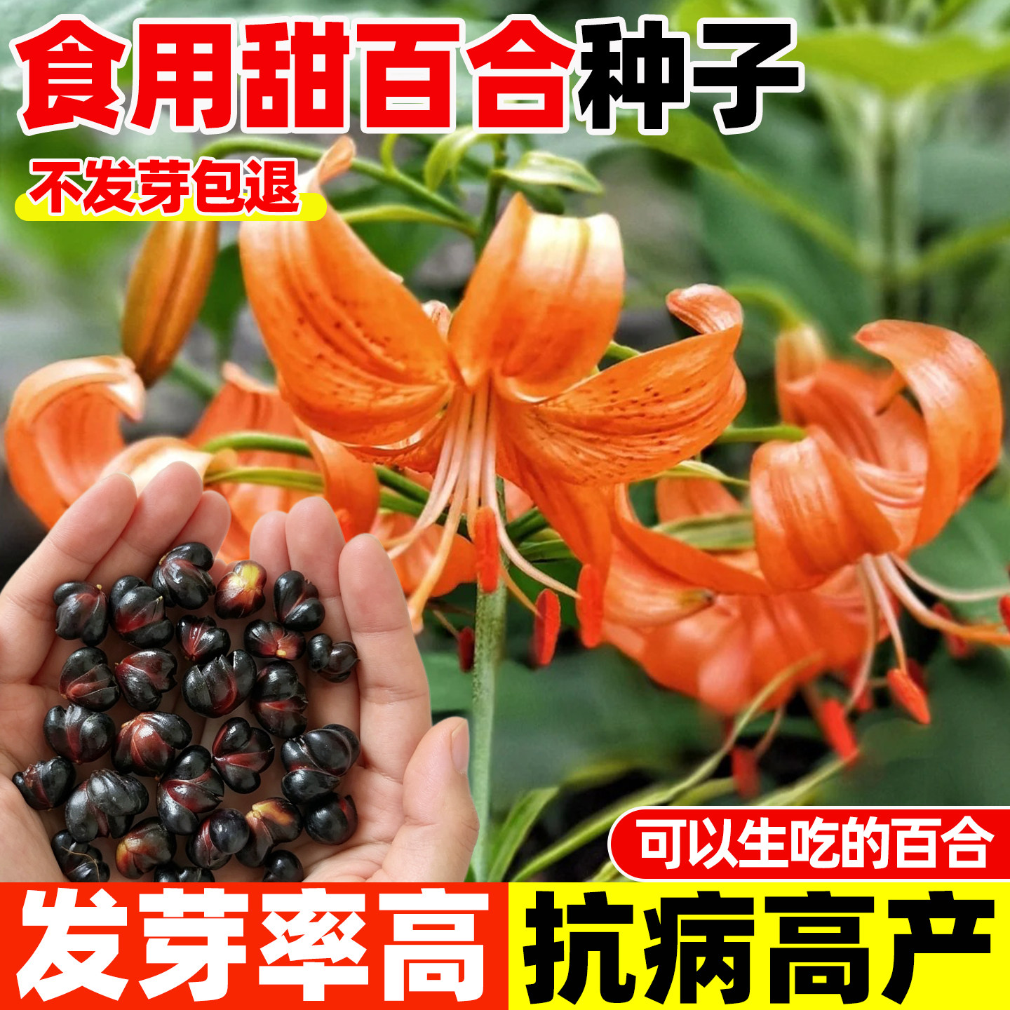食用糯百合种子耐寒种球室内外阳图片