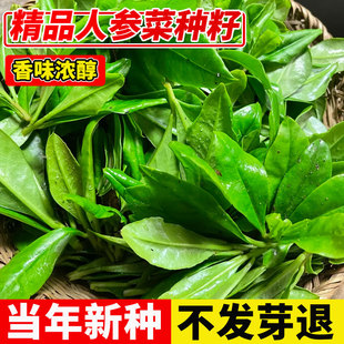 人参菜种子土人参种籽蔬菜种孑大全苗菜园大田盆栽特色野菜易成活