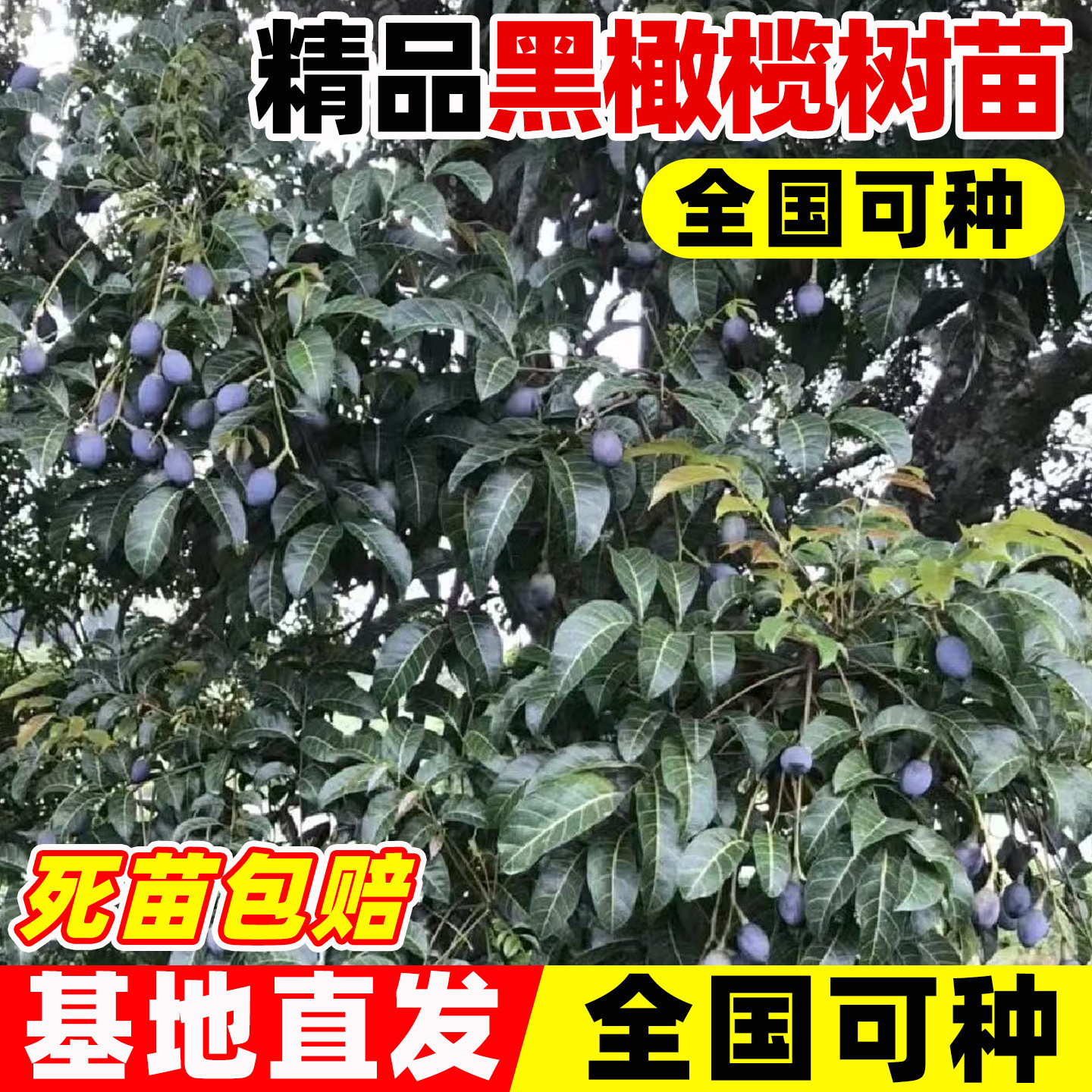 黑橄榄树果苗盆栽大型乌橄榄嫁接图片